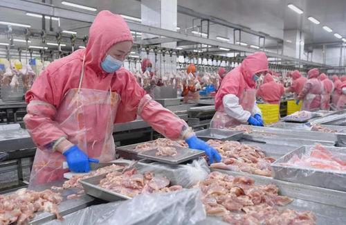 禽肉进口量显著下降，下半年国内市场价格预期向好